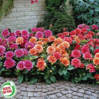 Border Dahlia Blend Thumbnail
